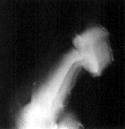 AniJd.gif (48176 bytes)